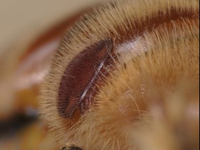 /ARSUserFiles/60500500/Areawide 2024/Pics/Varroa mite chewing on the abdomen of a honey bee.jpg